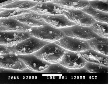 Media type: image; Herpetology R-17736